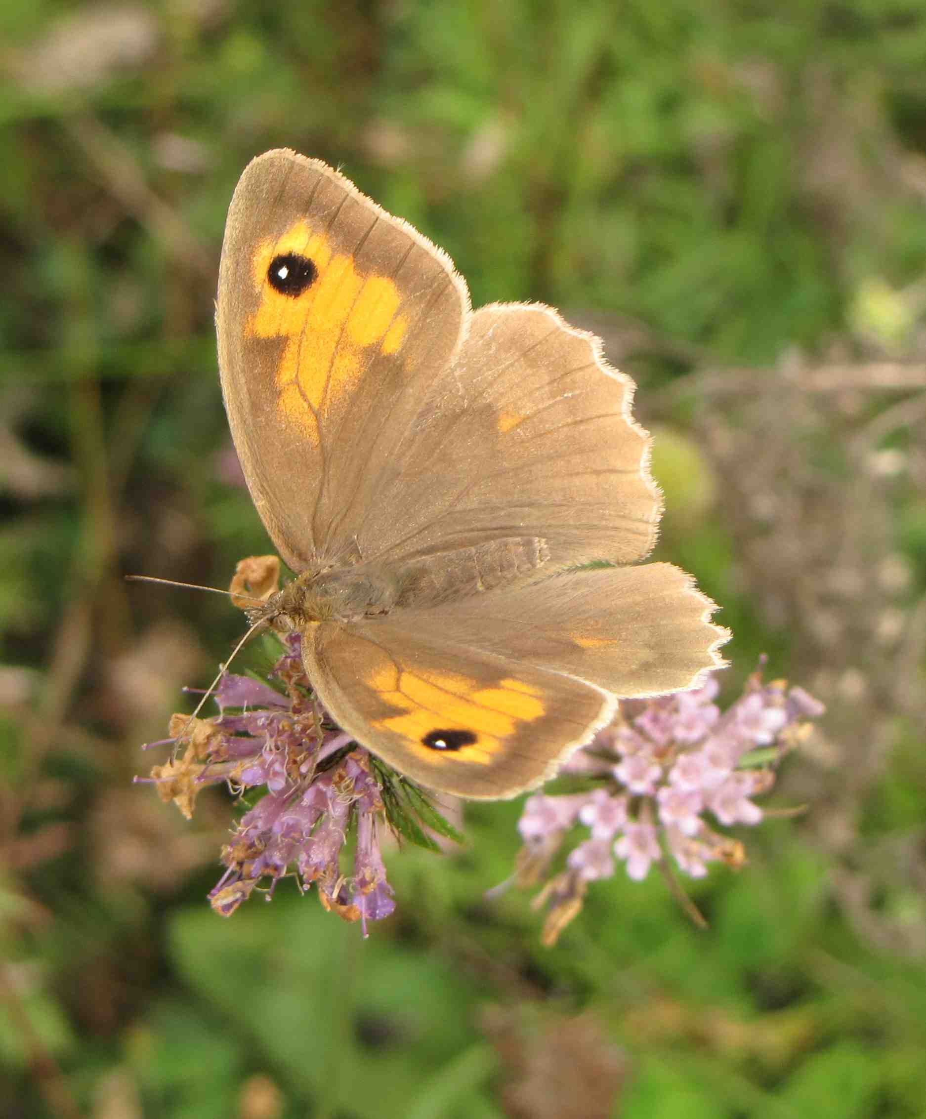 due farfalle dei Sibillini